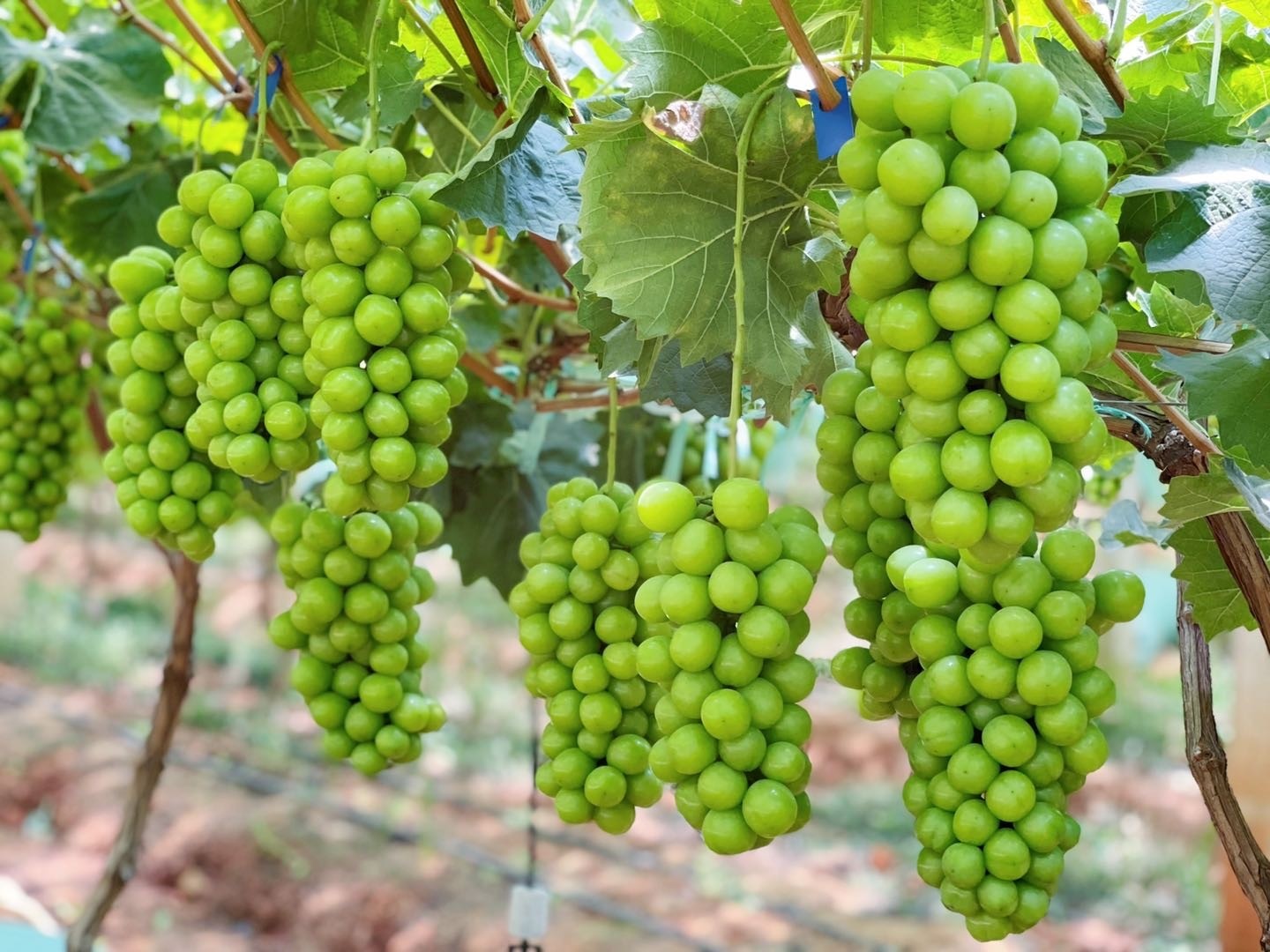 葡萄正宗分级玫瑰香无籽分级山地葡萄果 礼盒定制款 特级装3斤2串