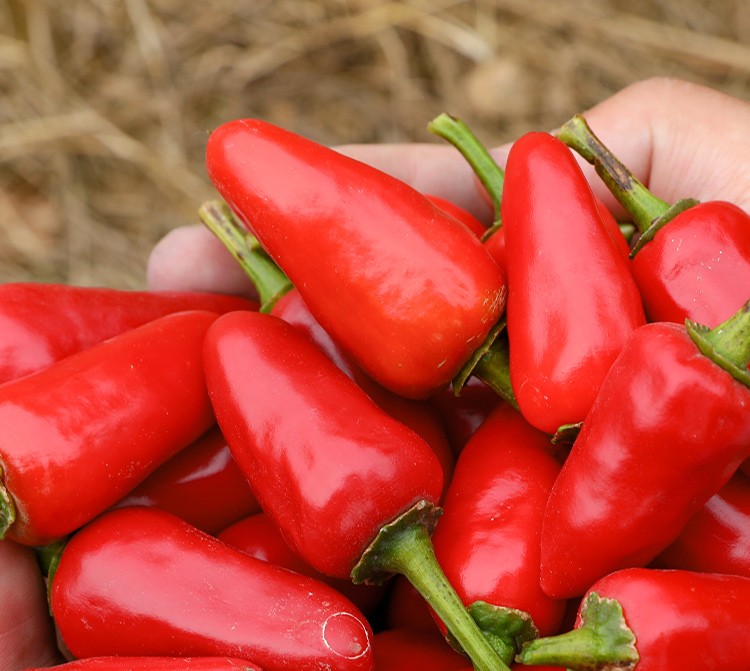 神禾子弹头辣椒港椒子弹头泡椒种籽港椒子弹头辣椒种子1000粒