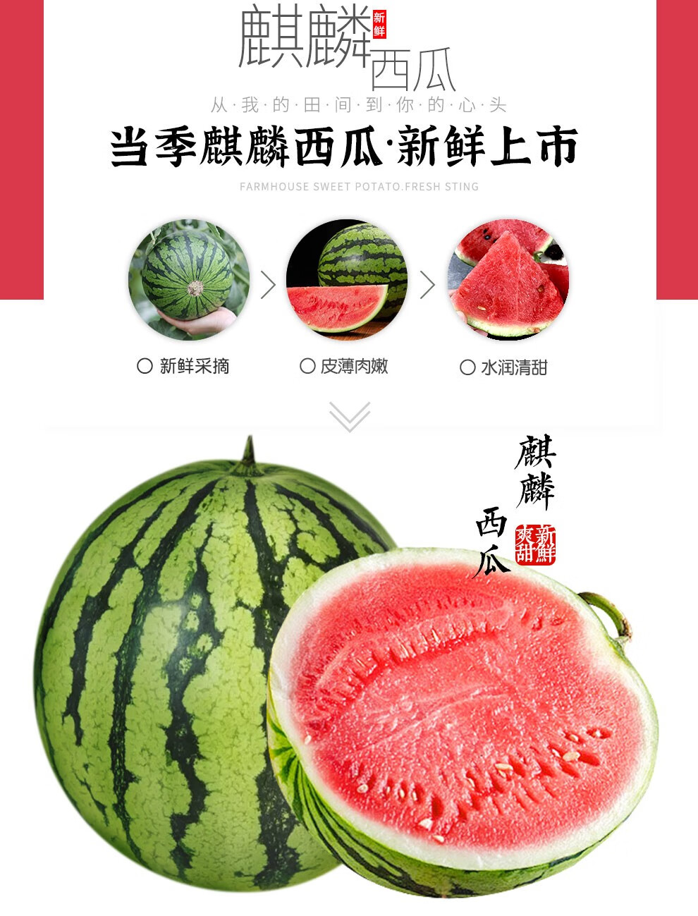 曙光 新鲜8424麒麟西瓜 超甜现摘麒麟西瓜 当季应季水果西瓜 6-7斤