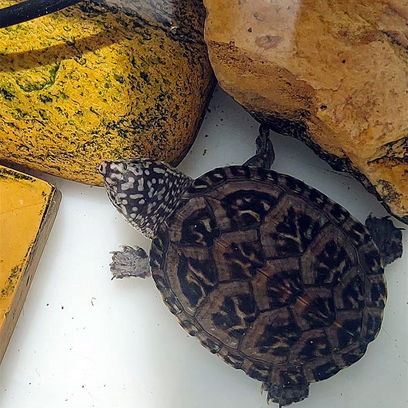 正宗斑点乌龟满天星龟外池鱼缸清洁星点龟吃粪观赏宠物深水龟活物朴彩