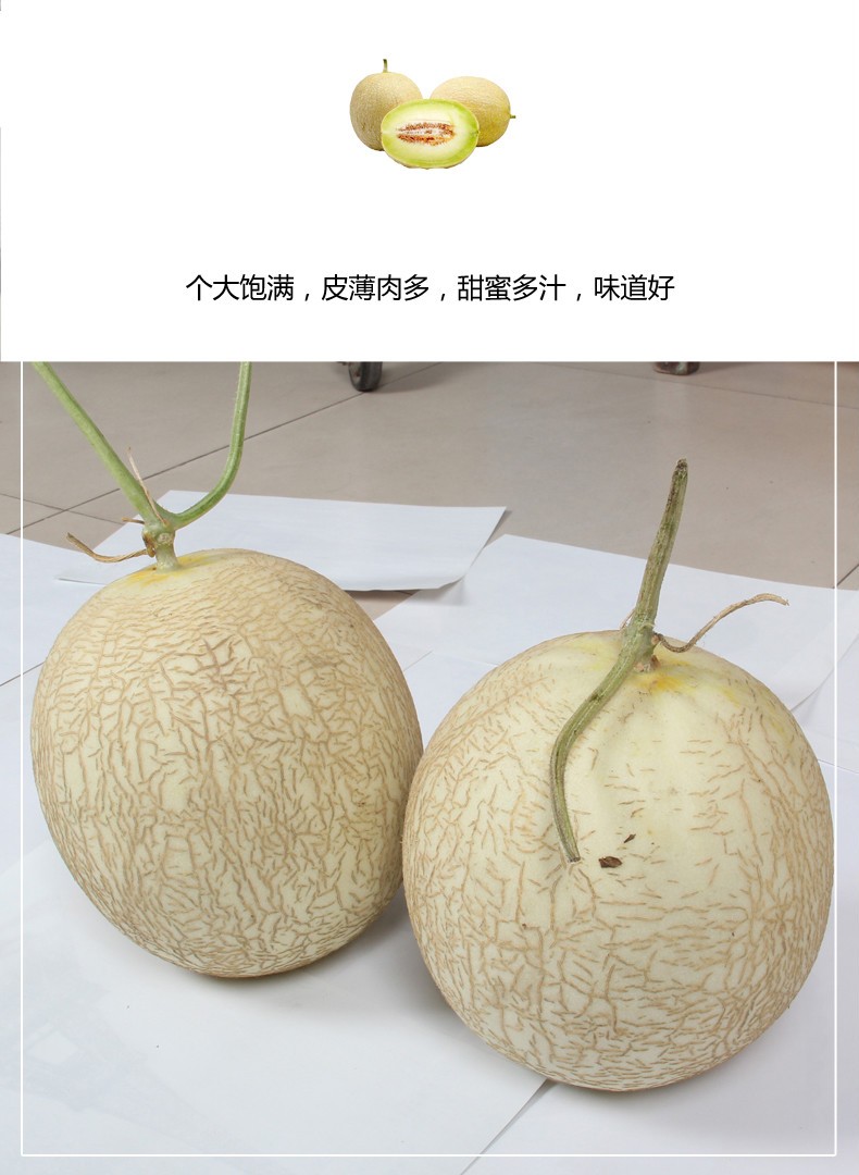 22年头茬瓜甘肃兰州白兰瓜戈壁白兰瓜民勤银蒂沙漠瓜新鲜网纹蜜瓜整箱