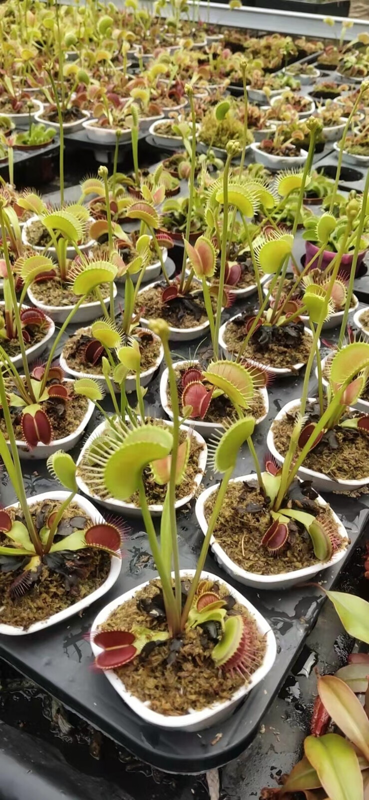 食人花驱蚊草捕蚊草食蚊草大捕虫草趣味盆栽 b52捕蝇草捕夹约1厘米