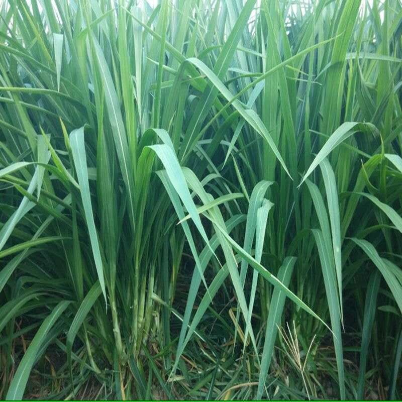 进口牧草种子四季高丹王草种子大叶高产耐热耐寒耐旱昂景养殖猪牛羊