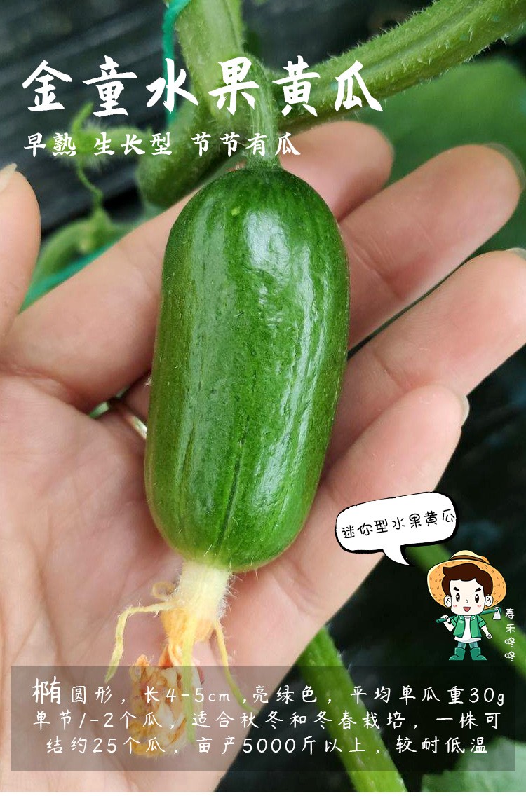 寿禾水果黄瓜种子金童玉女迷你荷兰小黄瓜籽孑翠绿四季金童黄瓜15粒