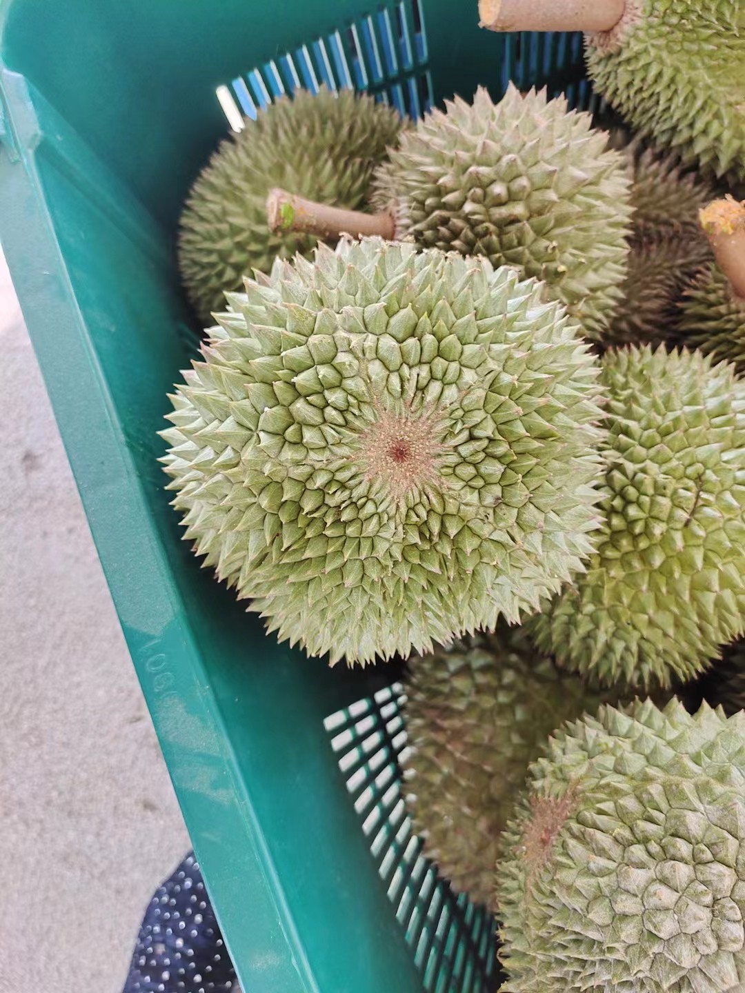 马来西亚黑刺榴莲d200双aa果【稀缺品种】液氮老树树上熟带壳榴莲 黑