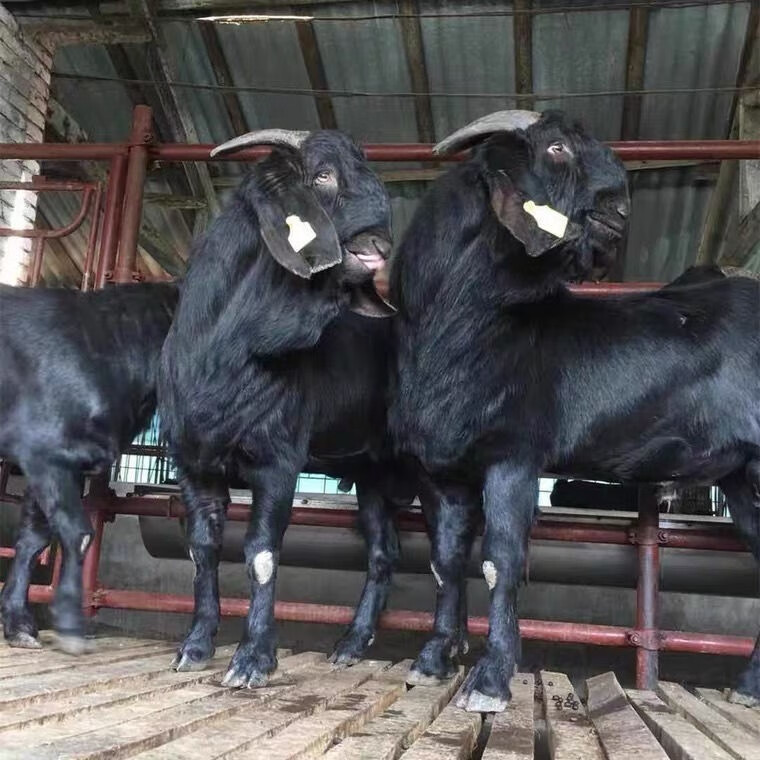 黑山羊纯种努比亚羊苗活羊种羊三个月40斤种公羊小羊母羊四川种苗 3