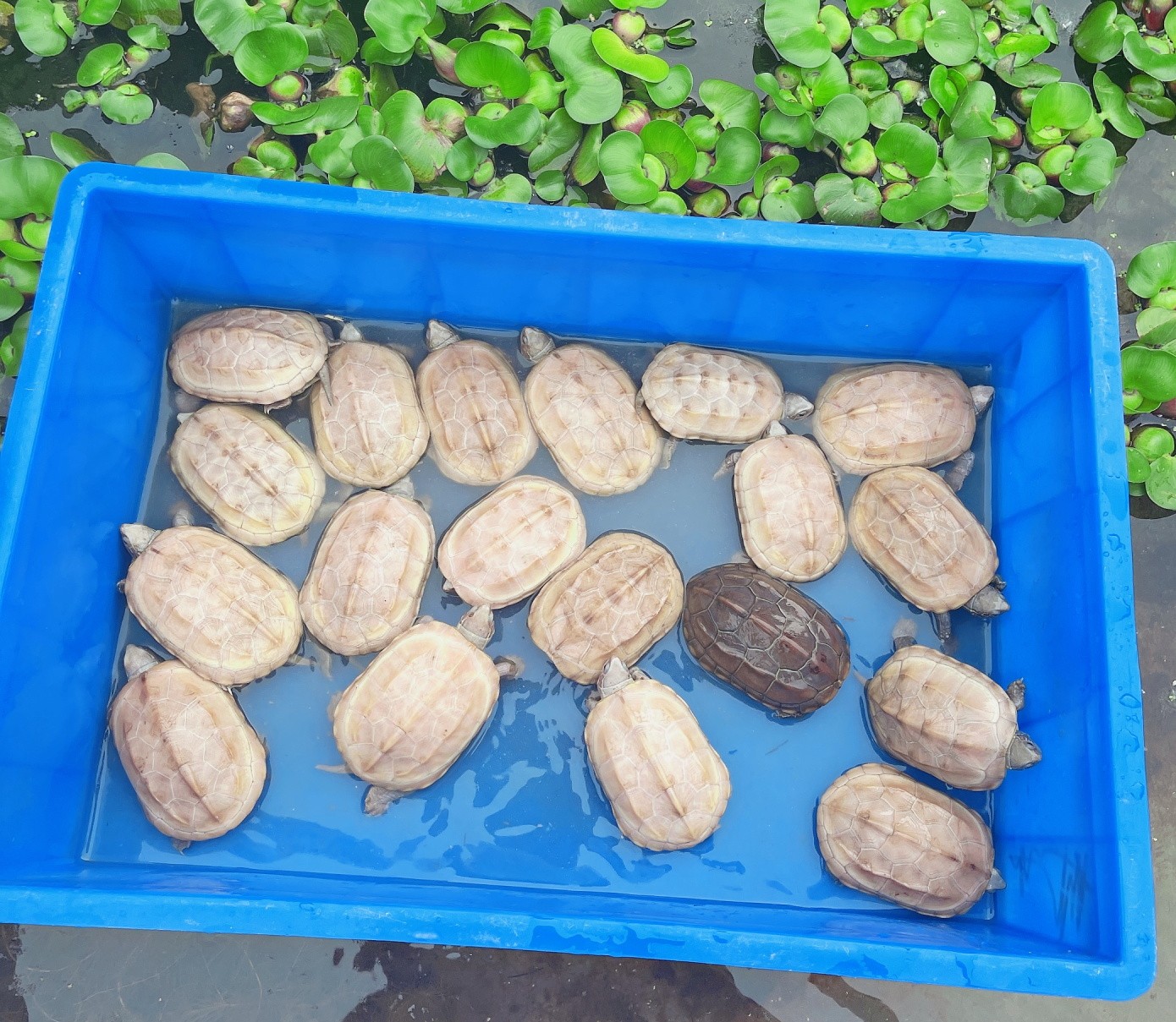 【萌龟饲家】中华白玉草龟纯种情侣白化草龟活财观赏宠物龟金线草龟