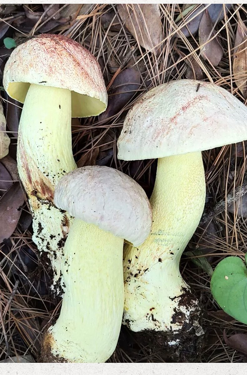 顺丰空运头茬野生新鲜牛肝菌红葱牛肝菌食用新鲜蘑菇见手青云南特产白