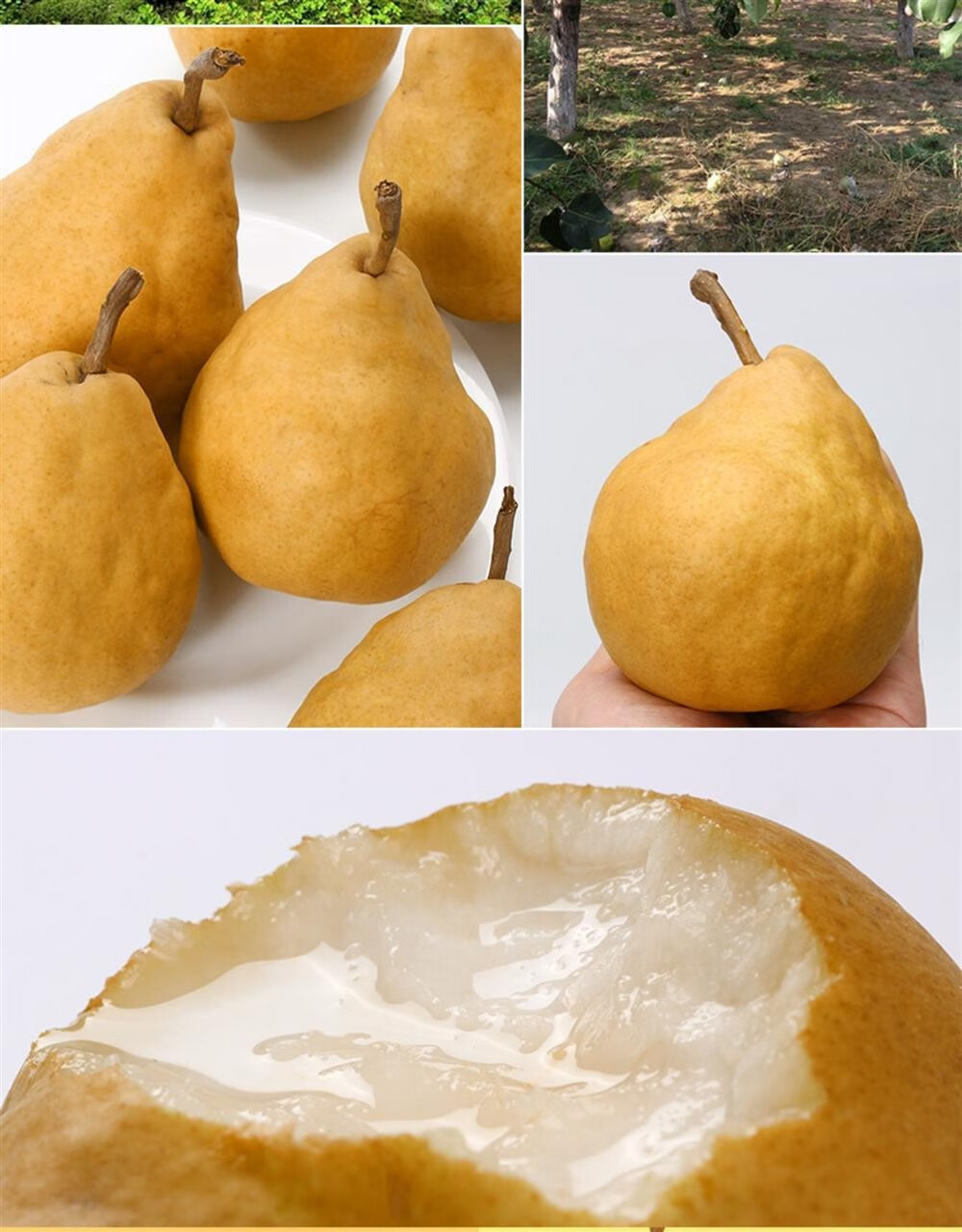 山东中华烟台丑梨大果奇葩新鲜水果非太婆梨软梨啤梨礼盒 丑梨4.