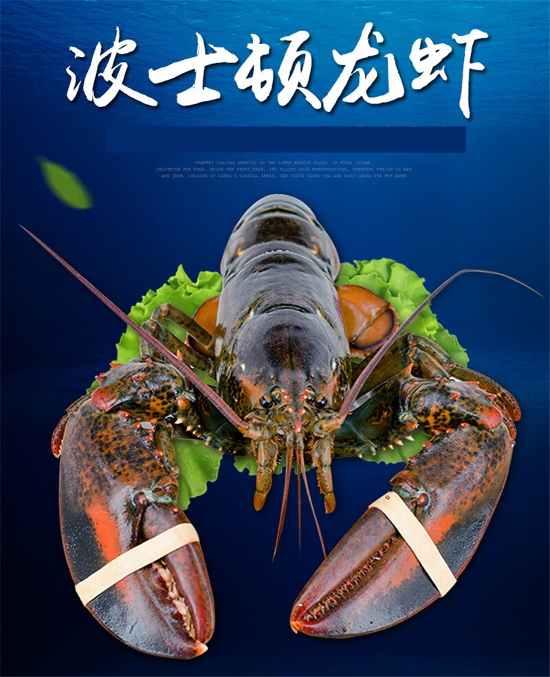 龙虾 鲜活 波士顿龙虾 大成虾 鲜活波龙 鲜活波龙 约1斤左右一只