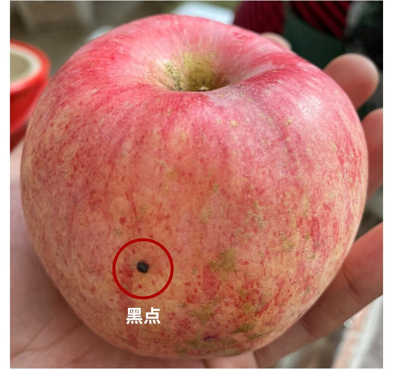 山东烟台红富士苹果水果果径8085mm三级果小瑕疵削皮不影响食用5斤