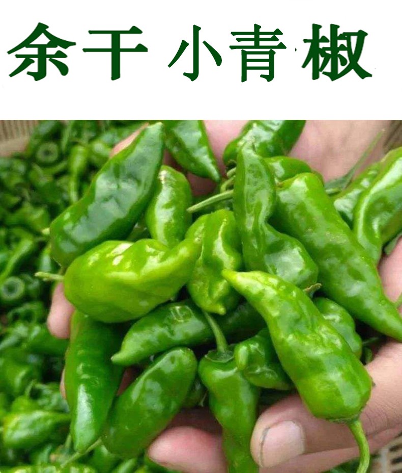 余干小青辣椒 小青椒 农家特产 新鲜现摘蔬菜 2.