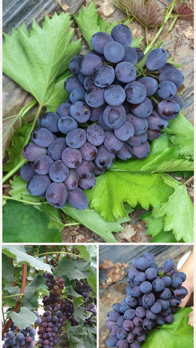 密农人家巨玫瑰葡萄甜度23基本无酸味玫瑰香葡萄脆甜多汁葡萄新鲜现摘