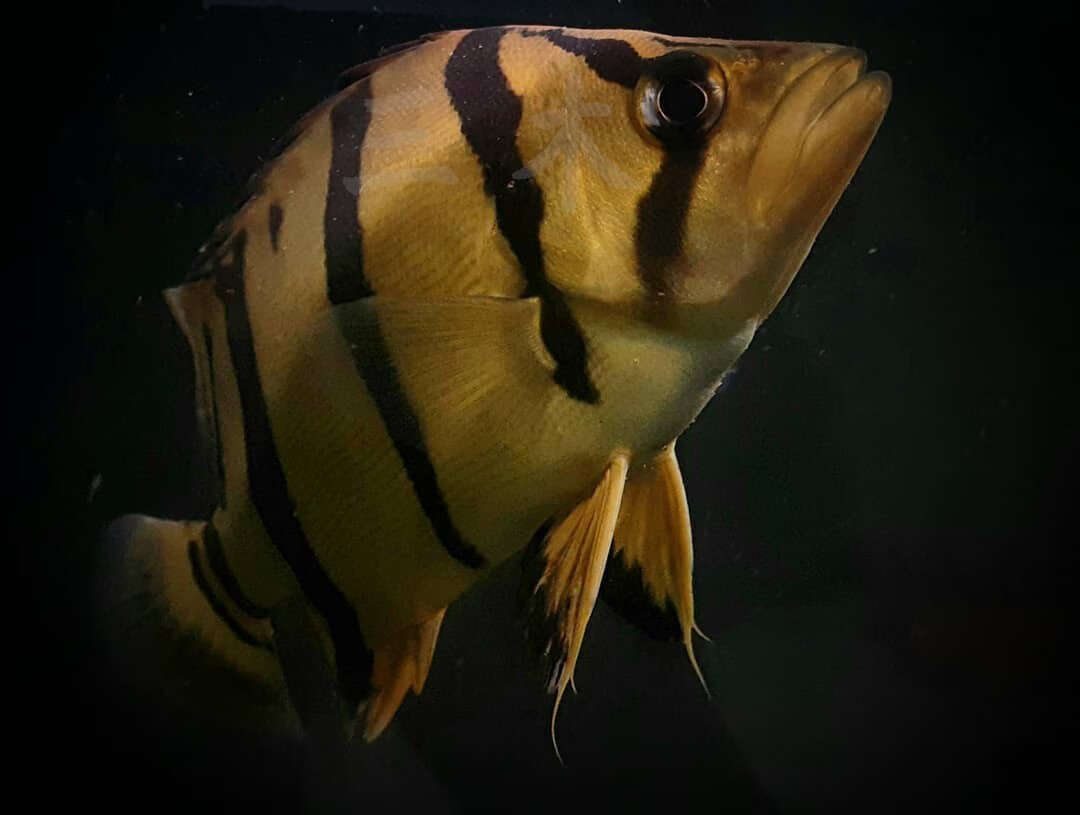 milkman活体苏门答腊虎印尼虎鱼苏虎杂纹练手纯三纹四纹虎热带观赏龙