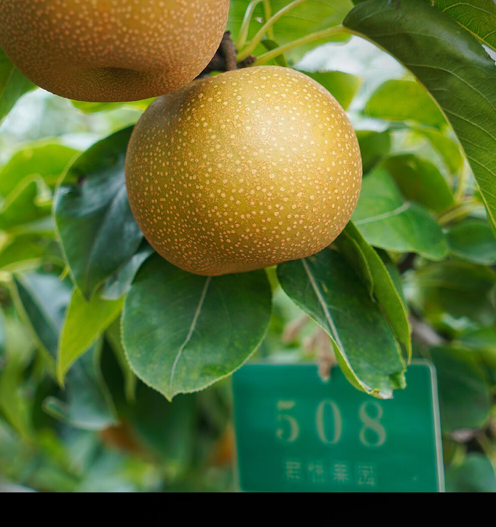 预售君恬果园羊脂梨山东烟台莱阳秋月梨礼品水果中秋礼盒8颗装净重约8