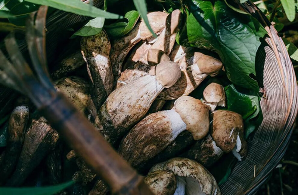 云南新鲜野生鸡枞菌 大白鸡枞火把鸡枞 黑帽白帽蛮鸡枞0.