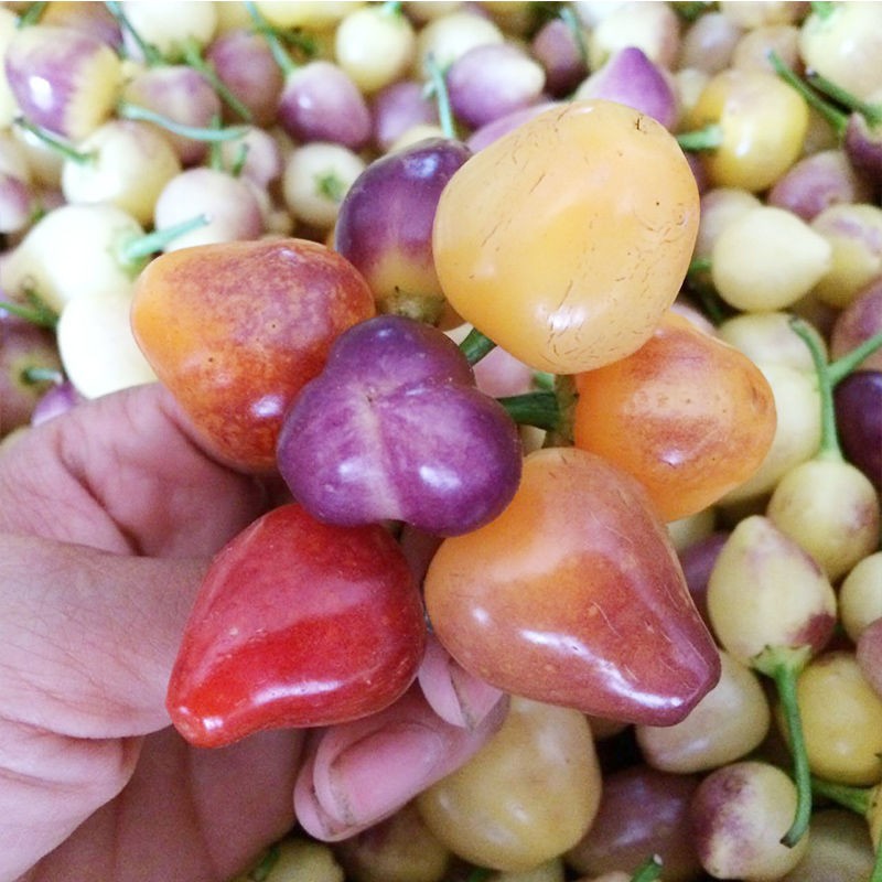 更多参数>>原产地:广西类别:椒品种:彩椒货号:577432商品毛重:1.