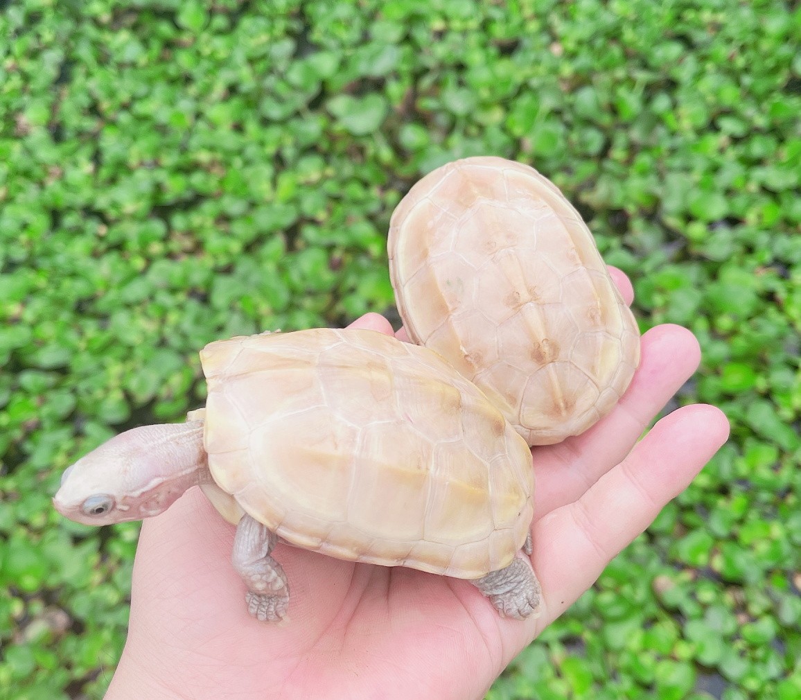 【萌龟饲家】中华白玉草龟纯种情侣白化草龟活财观赏宠物龟金线草龟