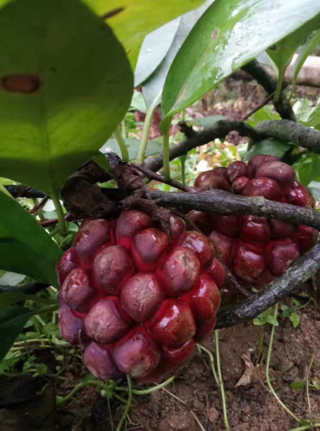 黑老虎布福娜果血藤果新鲜布福娜野生大血藤果实长寿果稀有罕见恶魔