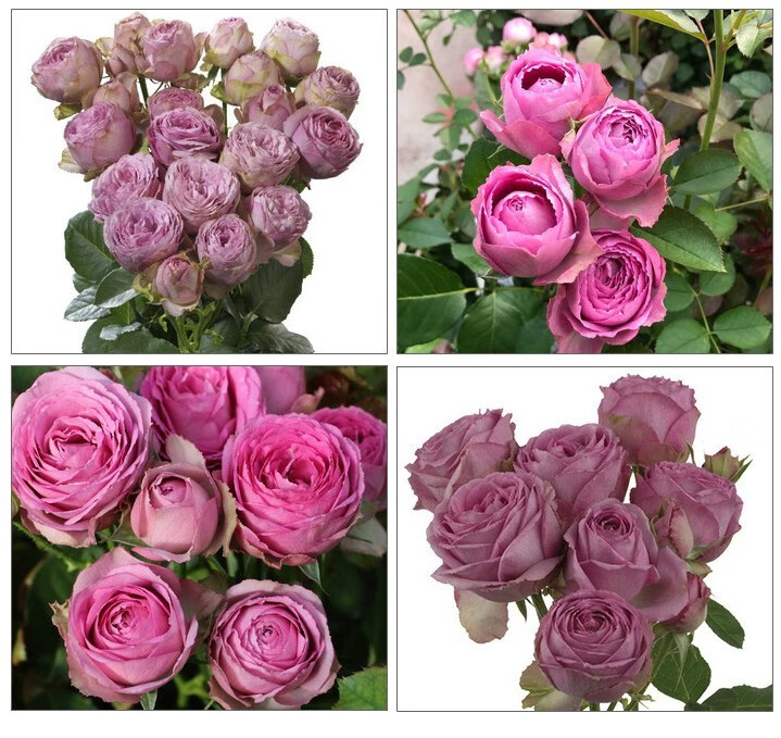 天麦勋浓香型薰衣草蕾丝月季多头切灌木欧月多季开花庭院阳台绿植盆栽