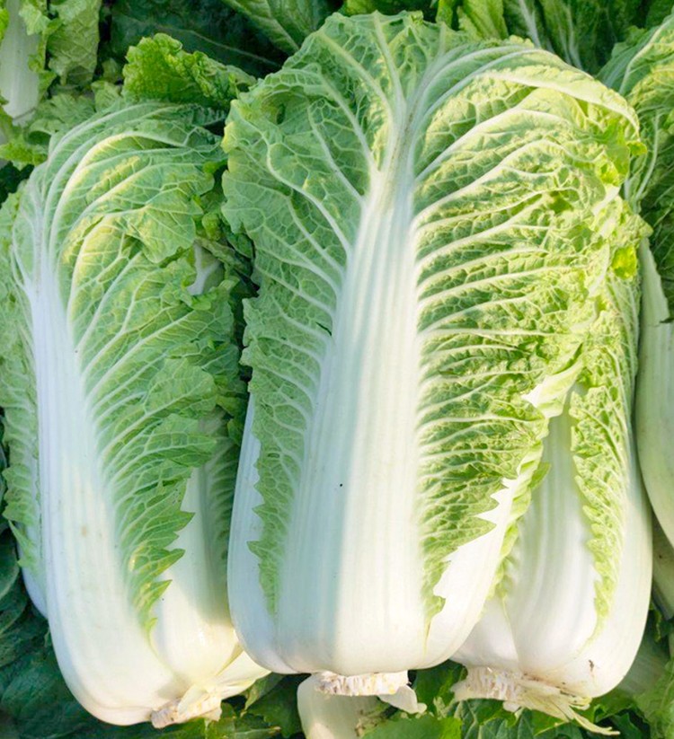 神禾 北京新三号大白菜种子秋季菜籽 (寿禾)北京新三号白菜种子 10克x
