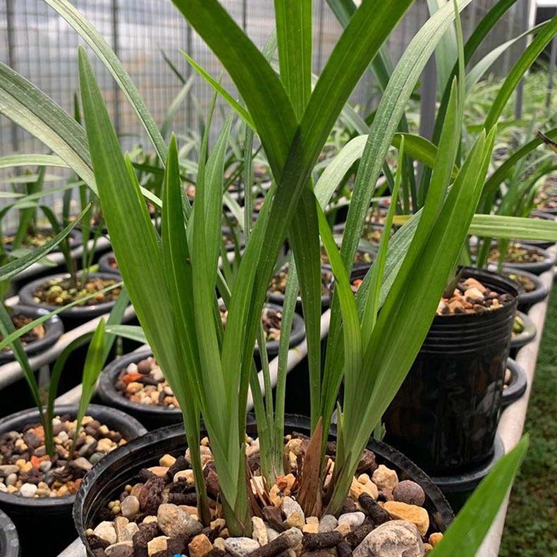 艾莹兰花苗 建兰国魂 高档名品夏带浓香花苞好养花卉绿植盆栽 国魂2苗