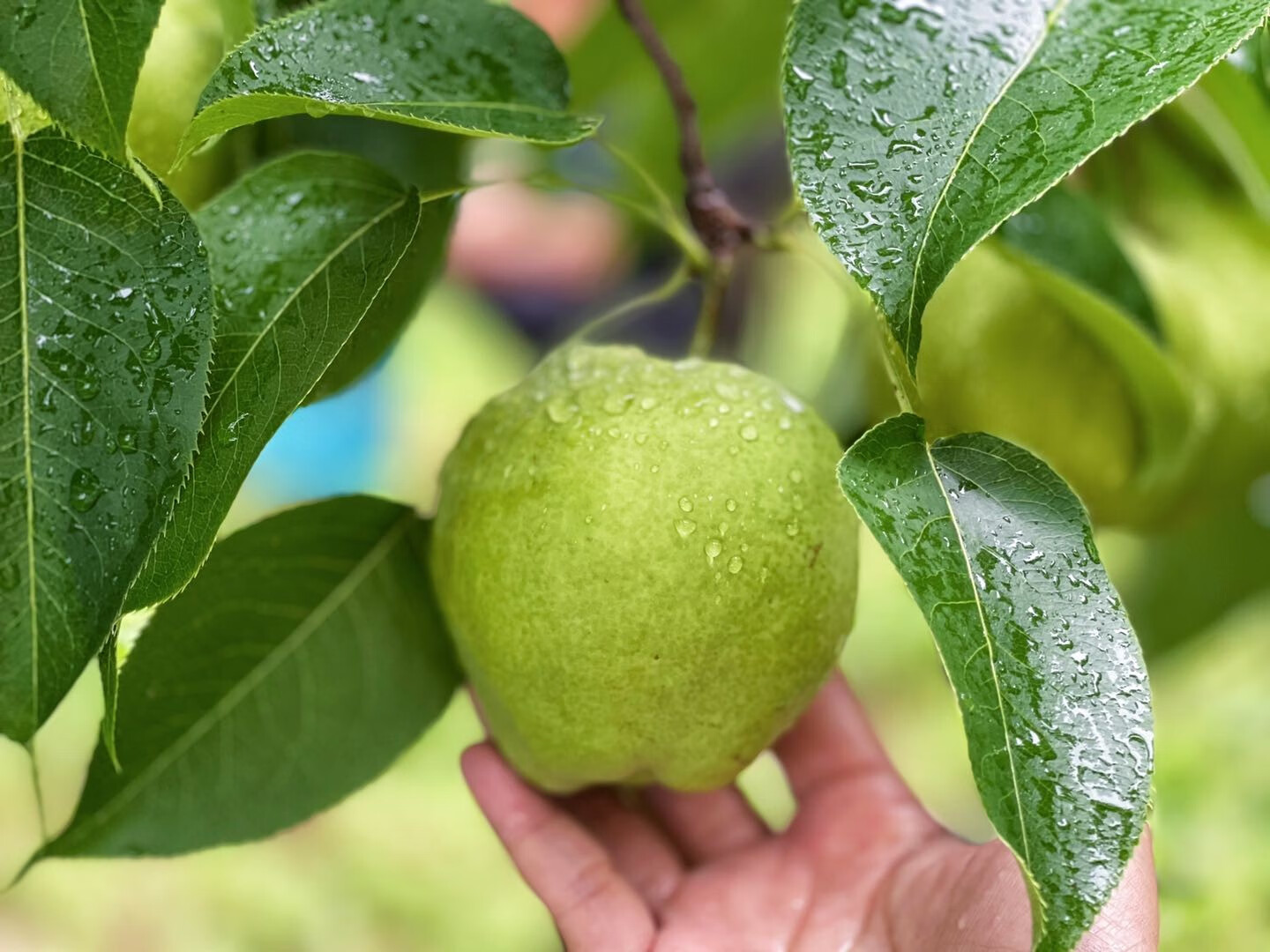 云南大理秘境百年古树蜂糖梨5斤大果 带箱10斤大果【图片 价格 品牌
