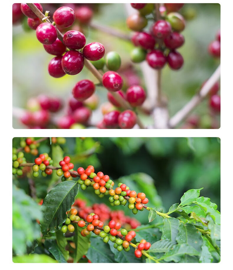 咖语精品咖啡豆埃塞俄比亚花魁单品手冲美式黑咖啡新鲜烘焙200g 埃塞