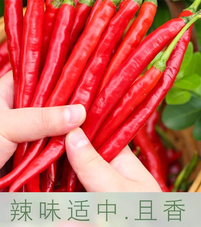甘果 辣椒 红辣椒 新鲜蔬菜 二荆条辣椒 红海椒尖椒 红椒精选 5斤