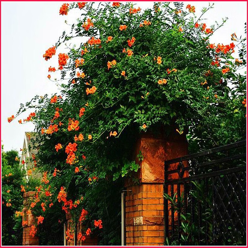 爬藤攀援植物美国凌霄花苗大苗绿化庭院阳台楼顶别墅盆栽爬墙花卉凌霄