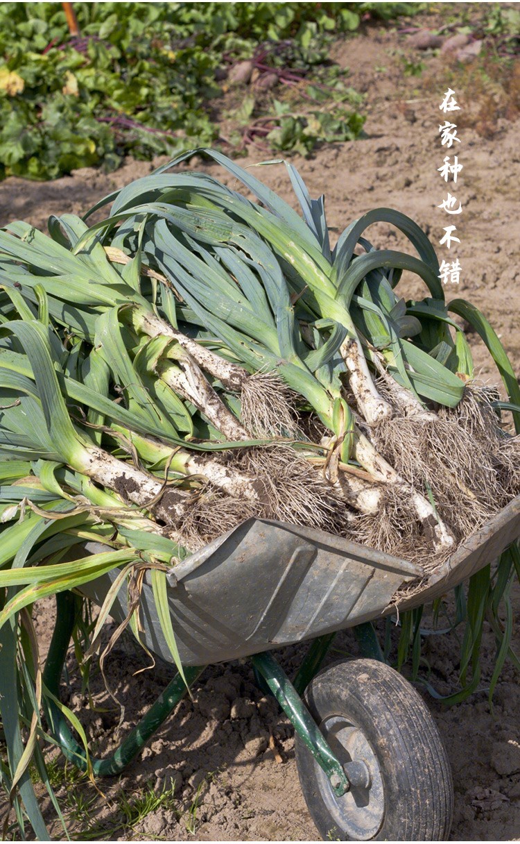 寿禾蒜苗种子盆栽种植洋蒜韭葱青红根蒜兴达蒜苗白皮种子6g2袋