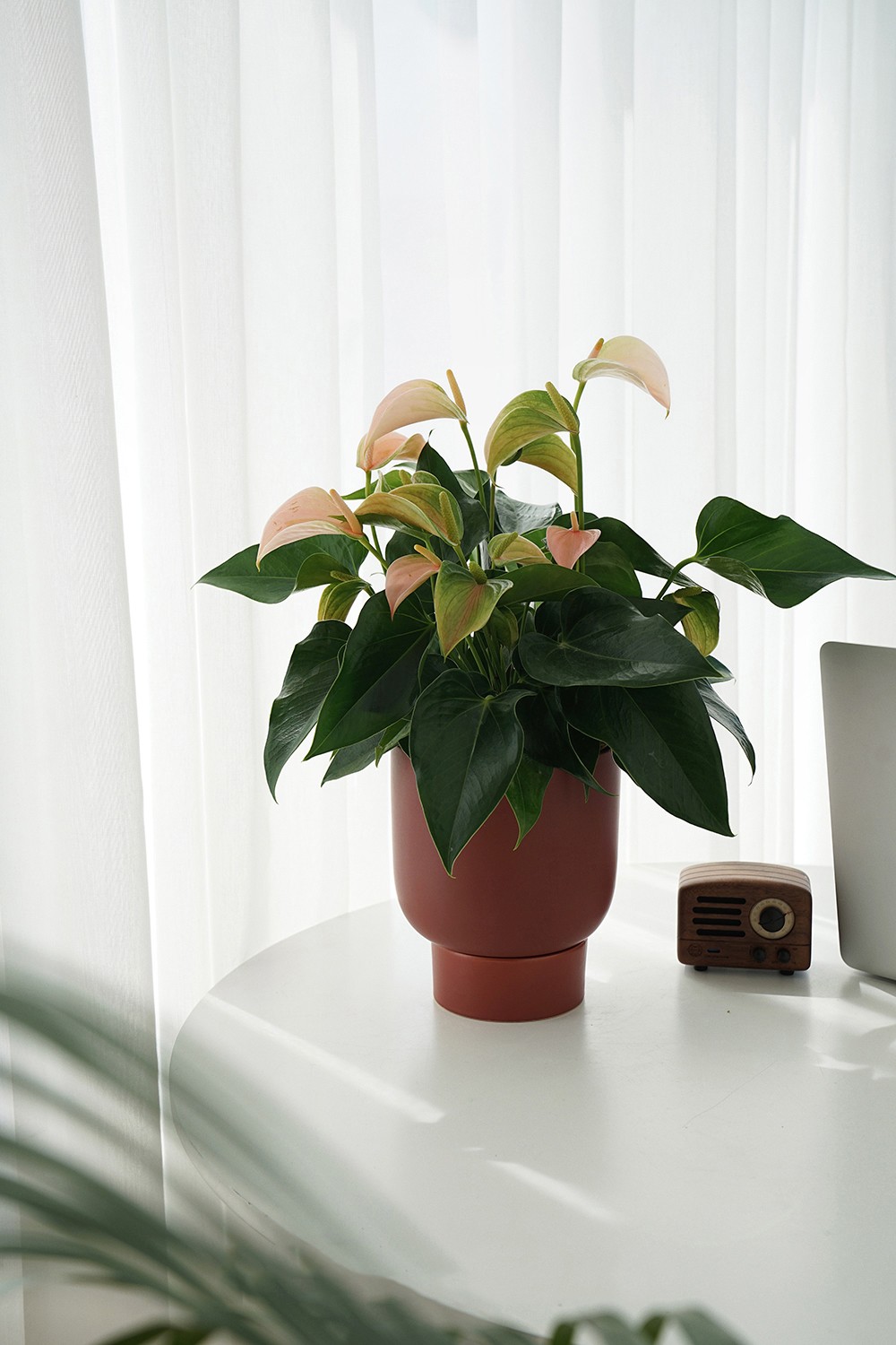 树上花开 桃色朱莉 粉掌黄掌花烛室内耐阴绿植荷兰进口 桃色朱莉 桃子