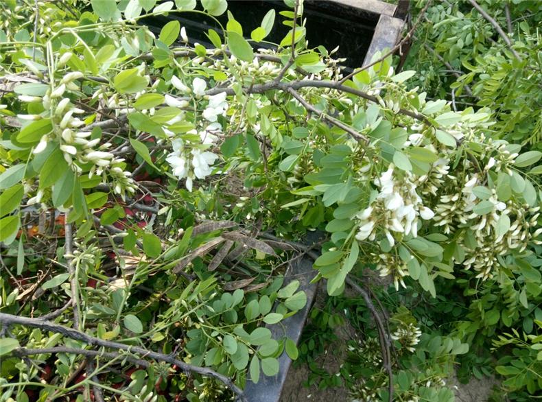 鸿飏 槐苗基地 刺槐树苗 洋槐树苗 洋槐花树苗 槐树花苗 槐花树苗