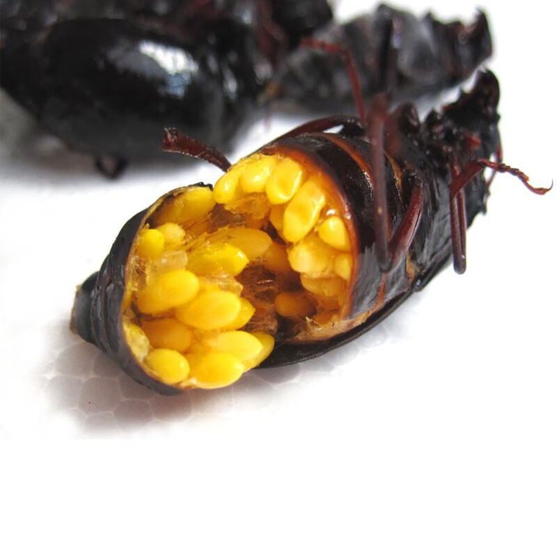 临朐助农馆东镇沂山活体速冻山水牛全母山水牛山山牛山虫牛栓栓牛昆虫