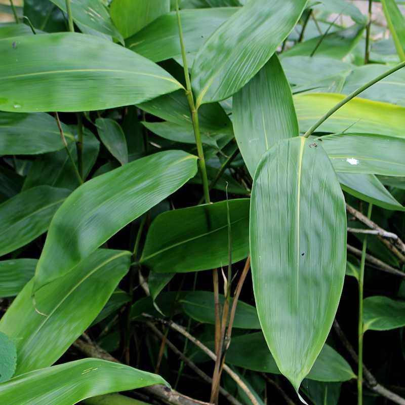 新鲜粽叶大粽子叶箬竹叶新鲜包粽子叶宽大粽叶100片