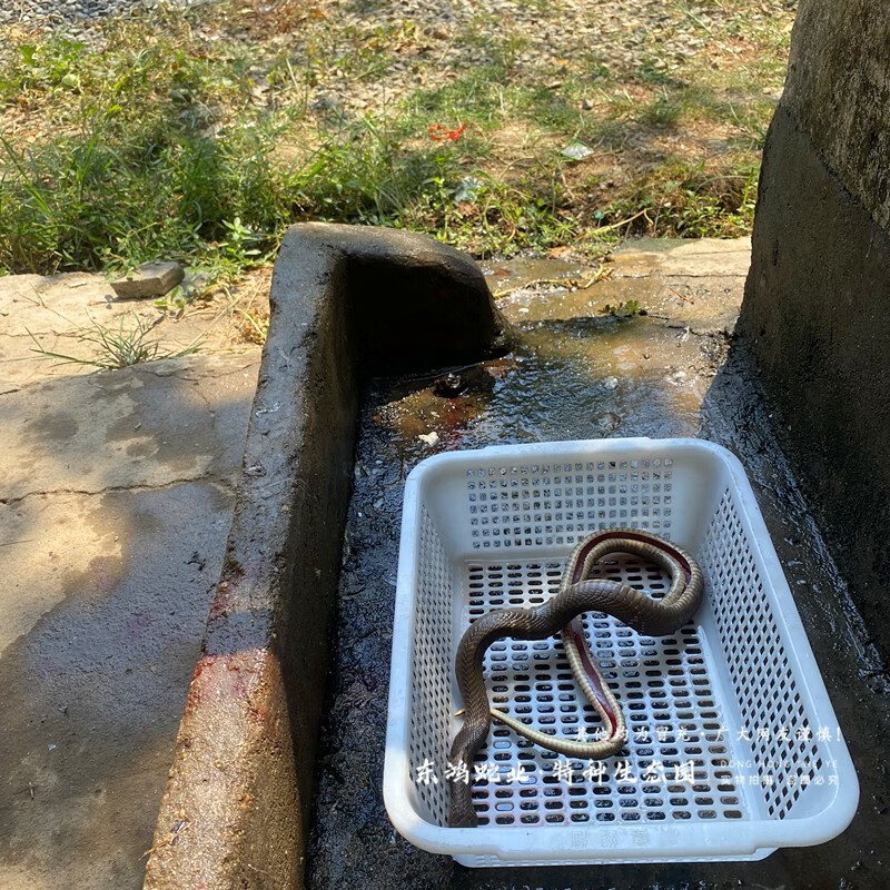 金钱白花蛇小白花银环蛇乌梢蛇菜花蛇五步蛇蕲蛇新鲜蛇胆活蛇加工处理