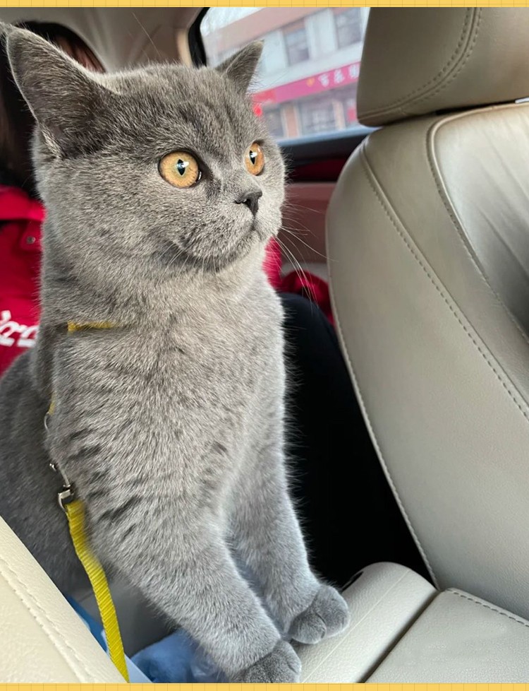 英短蓝猫幼猫宠物猫活体小奶猫英国短毛猫活物异国短尾猫英短猫咪幼崽