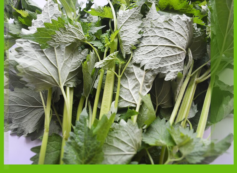 蔬果哆现摘新鲜藿香叶藿香菜做鱼调料带杆1kg2斤