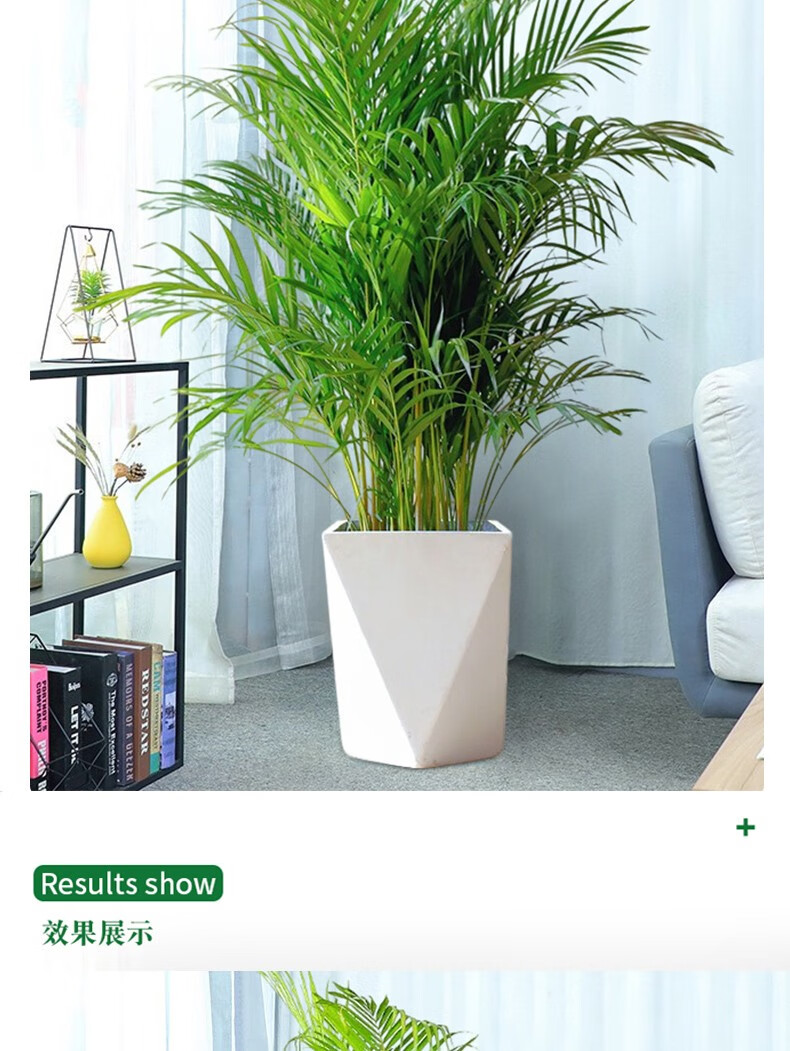 两小时达富贵椰子散尾葵夏威夷竹盆栽办公室客厅大型绿植凤尾竹植物