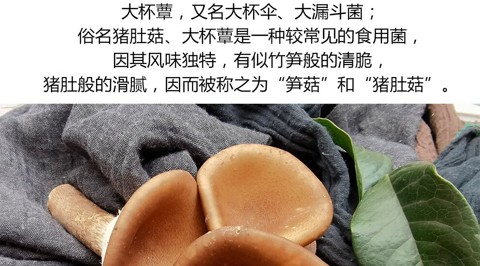 云南新鲜猪肚菇 猪肚菌笋菇大杯蕈大斗菇 0.