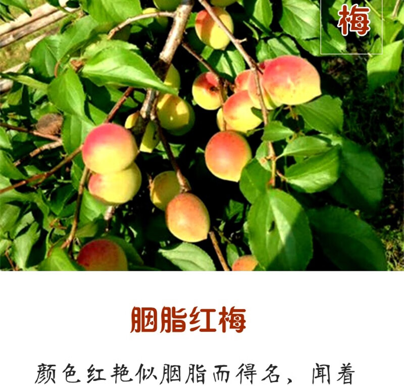 青樱红荔福建诏安胭脂红梅新鲜现摘青梅果红梅鲜梅子酸梅泡梅酒25kg