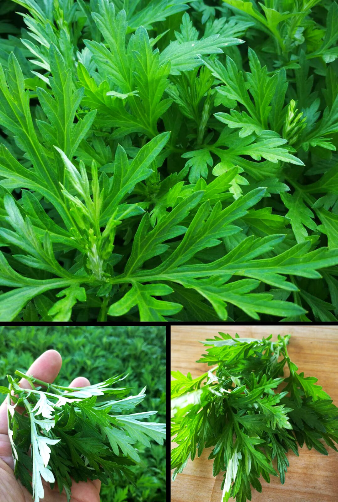 新鲜艾草叶生艾叶食用清明草青团糍粑艾粄当天采摘发出 新鲜艾草4斤