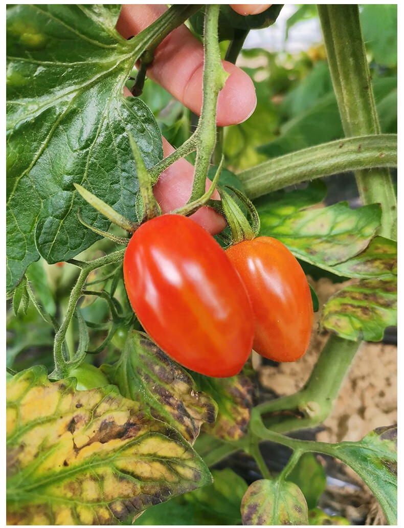 顺丰发货万春寨新鲜现摘台湾玉女爆汁小番茄千禧圣女水果小西红柿4斤