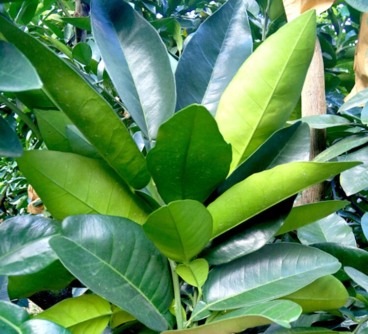 新鲜柚子叶 带枝叶子 老树带枝 当天采摘 柚子叶 1