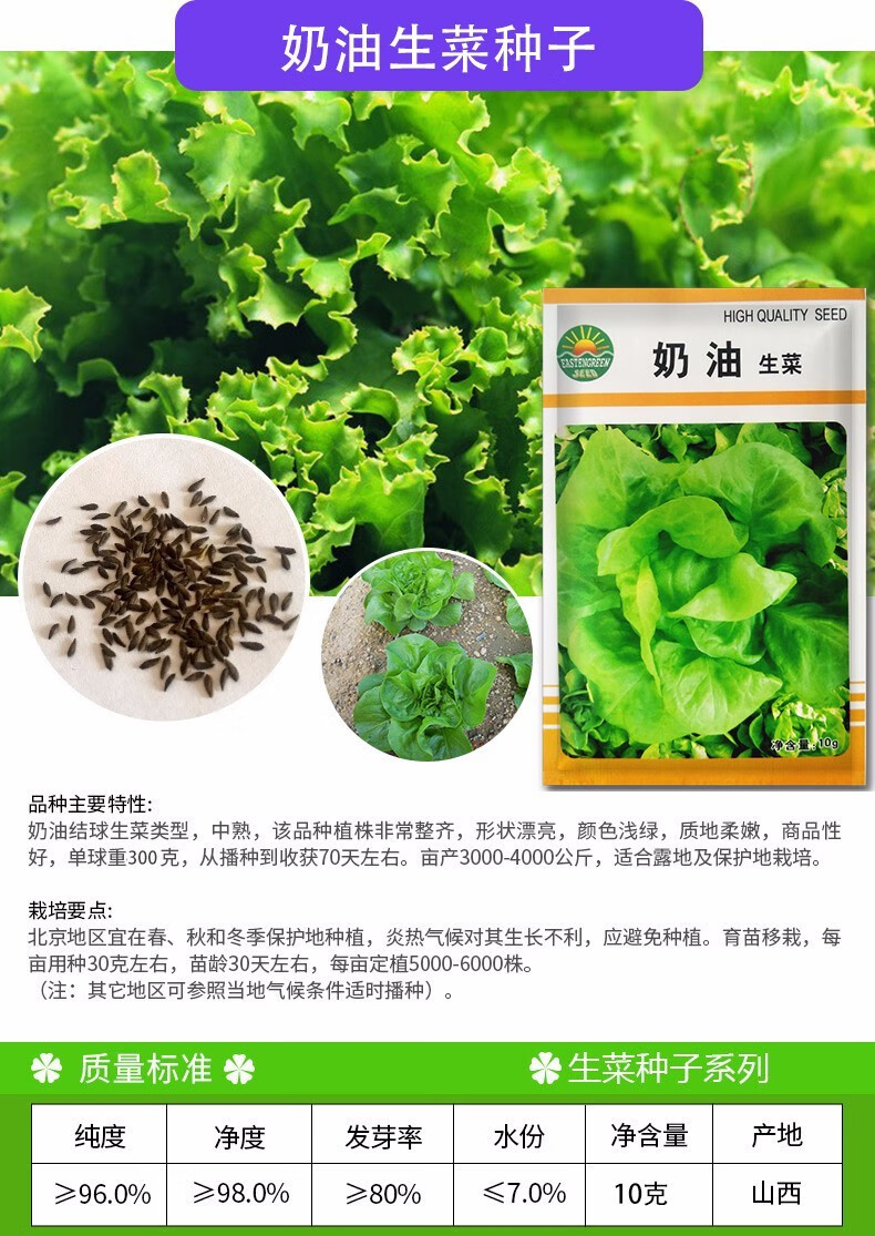 凤鸣雅世 奶油生菜种子小青蔬菜籽四季阳台春季蔬菜种孑盆栽秋冬季