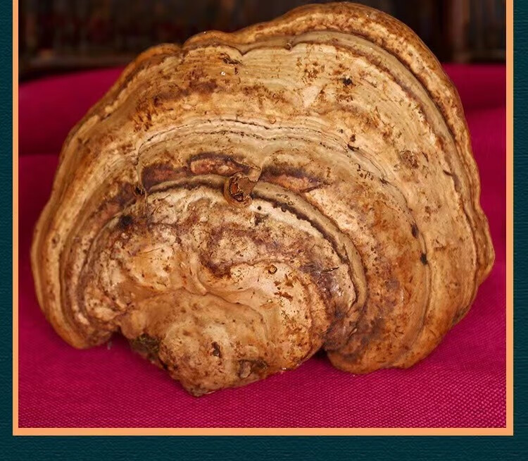 煜树灵芝木蹄灵芝东北木蹄层孔菌正宗可切片木蹄灵芝1000g