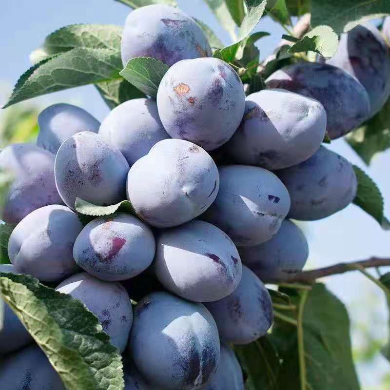 西梅皇后李子树苗嫁接果树苗南方北方种植庭院盆栽地栽当年结果 5年苗