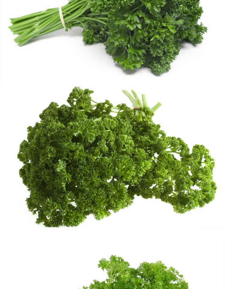 【顺丰】新鲜荷兰芹 法香 番西 西餐摆盘装饰 洋芫荽西洋芹 250g