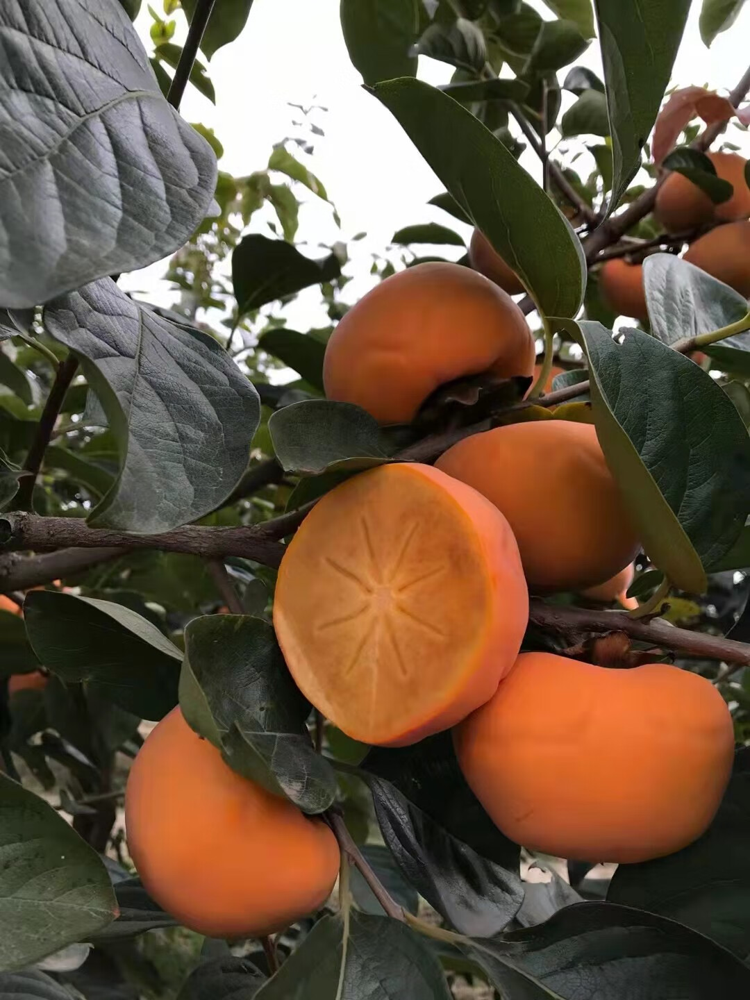 运城阳丰脆柿子 山地巧克力脆甜爽冰糖心柿子大果 脆甜不涩新鲜水果