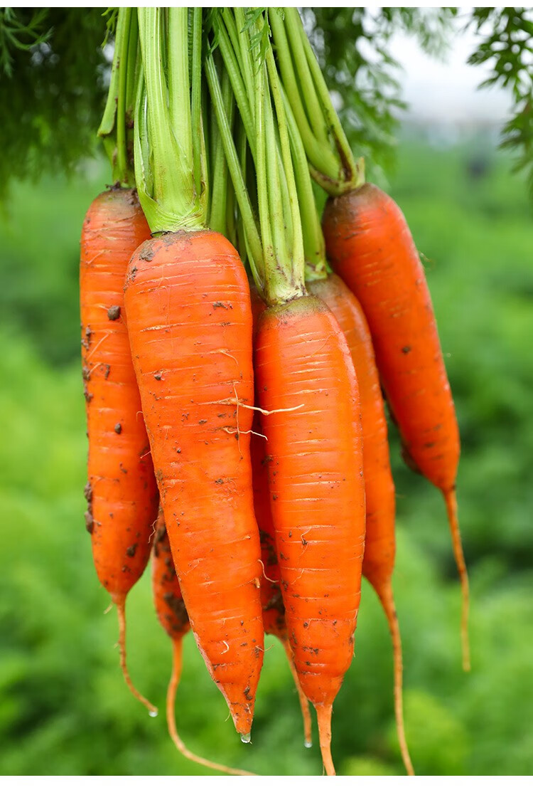 山东潍坊潍县新鲜胡萝卜水果萝卜脆甜生吃红心沙地萝卜现挖即食蔬菜